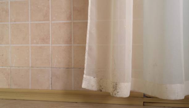 Mold Documentation for Insurance Claims in Davenport, IA