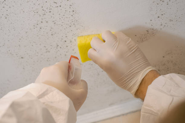 Best Mold Prevention Services  in Davenport, IA