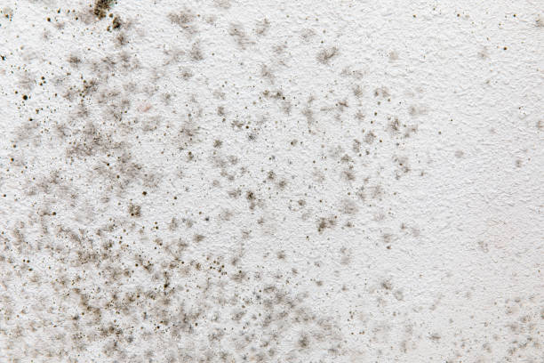 Mold Remediation for Rental Properties in Davenport, IA